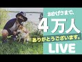 【LIVE配信】おかげさまで登録者数４万人、感謝を伝えるライブ。