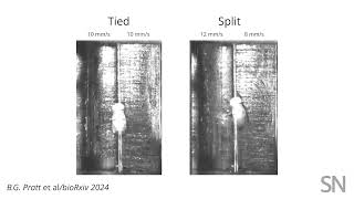 Watch how a fruit fly handles a split-belt treadmill | Science News