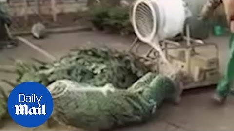 Man DIVES through Christmas tree netting machine!!!