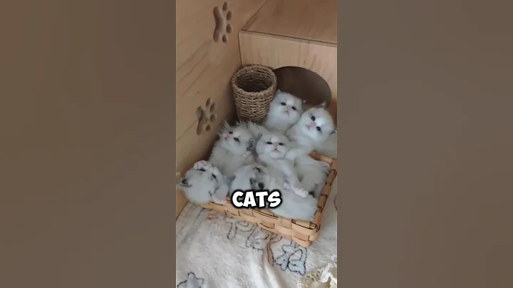 Watch the video about Top 3 Friendliest Cat Breeds in the Word! #cat #animals #shorts