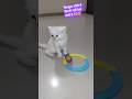 Pets Ytshorts Cat Shortvideos Viral Funny Cutebaby