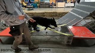 No Tricks For 'Remington' Mature Personal Protection German Shepherd Halloween Agility Course Work