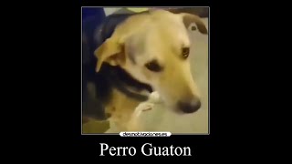 Perro Guaton | Meme de el perro guaton tipo desmotivaciones |