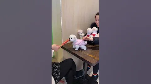 teacup dog breeds / teacup puppies 🐕 #shorts #dog #toys #cute #puppy