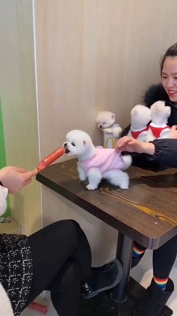 teacup dog breeds / teacup puppies 🐕 #shorts #dog #toys #cute #puppy