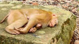 Cute Baby Monkey Alfie Daily Update