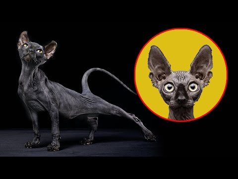 Devon Rex - 