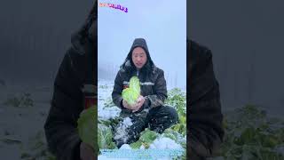 Ernten Im Schnee Die Widerstandsfähigkeit Der Landwirte