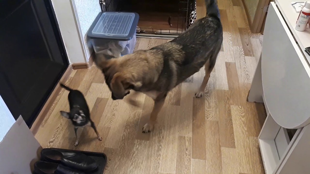 Собака с подрезанными голосовыми связками#тойтерьер#связки#тихаясобака#собакабезголоса