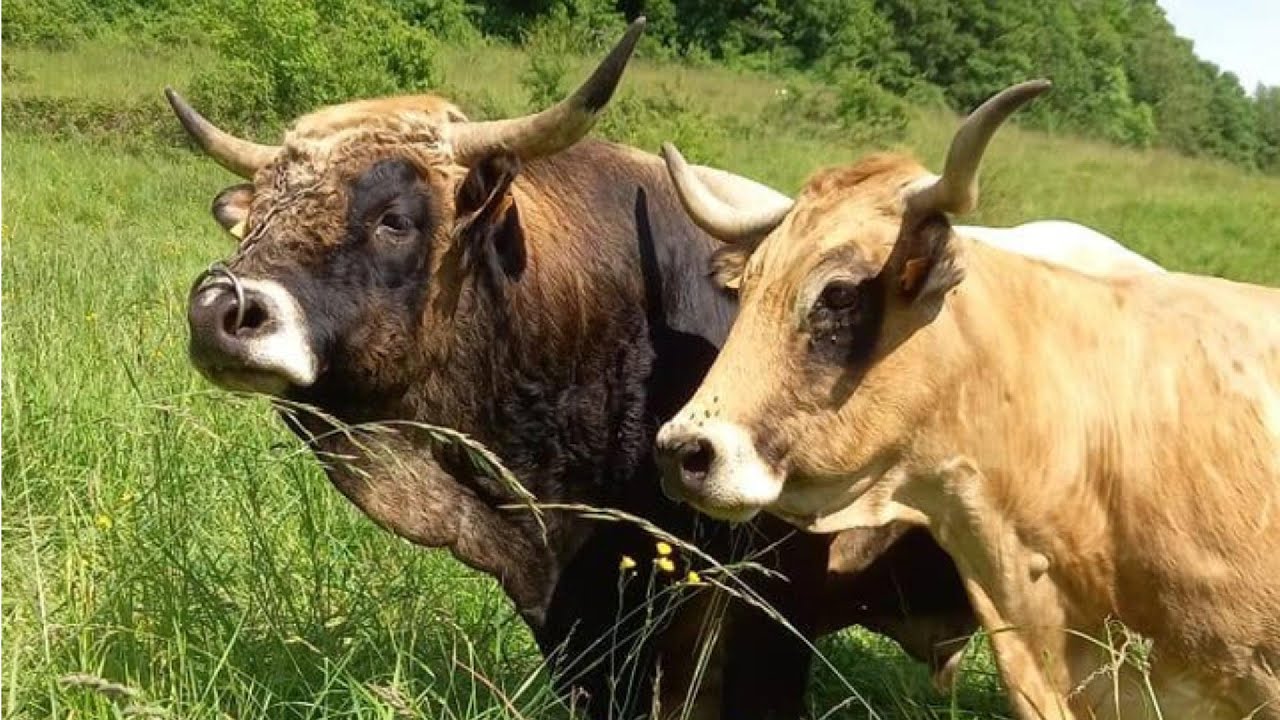 Elevage Aubrac : Gaec ESP Soulenq