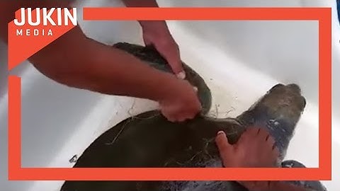 Boaters Rescue Turtle Stuck in a Fishing Net