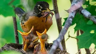 Robin bird feeding babies and eating poop #birds