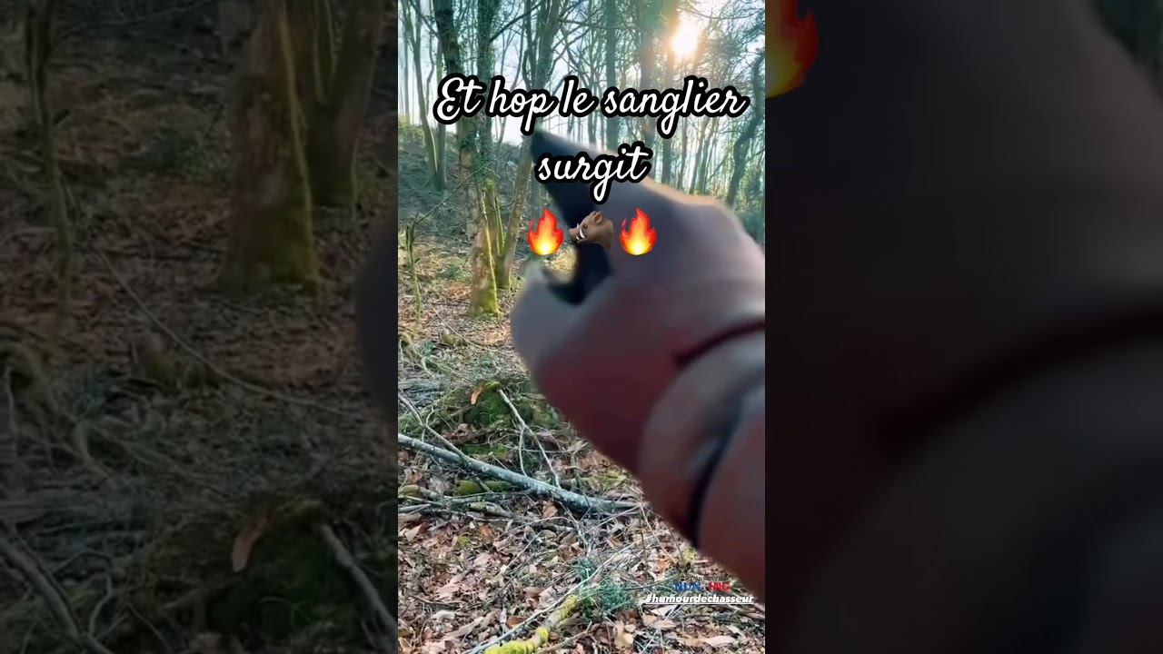 Sanglier qui te surgit 😂 