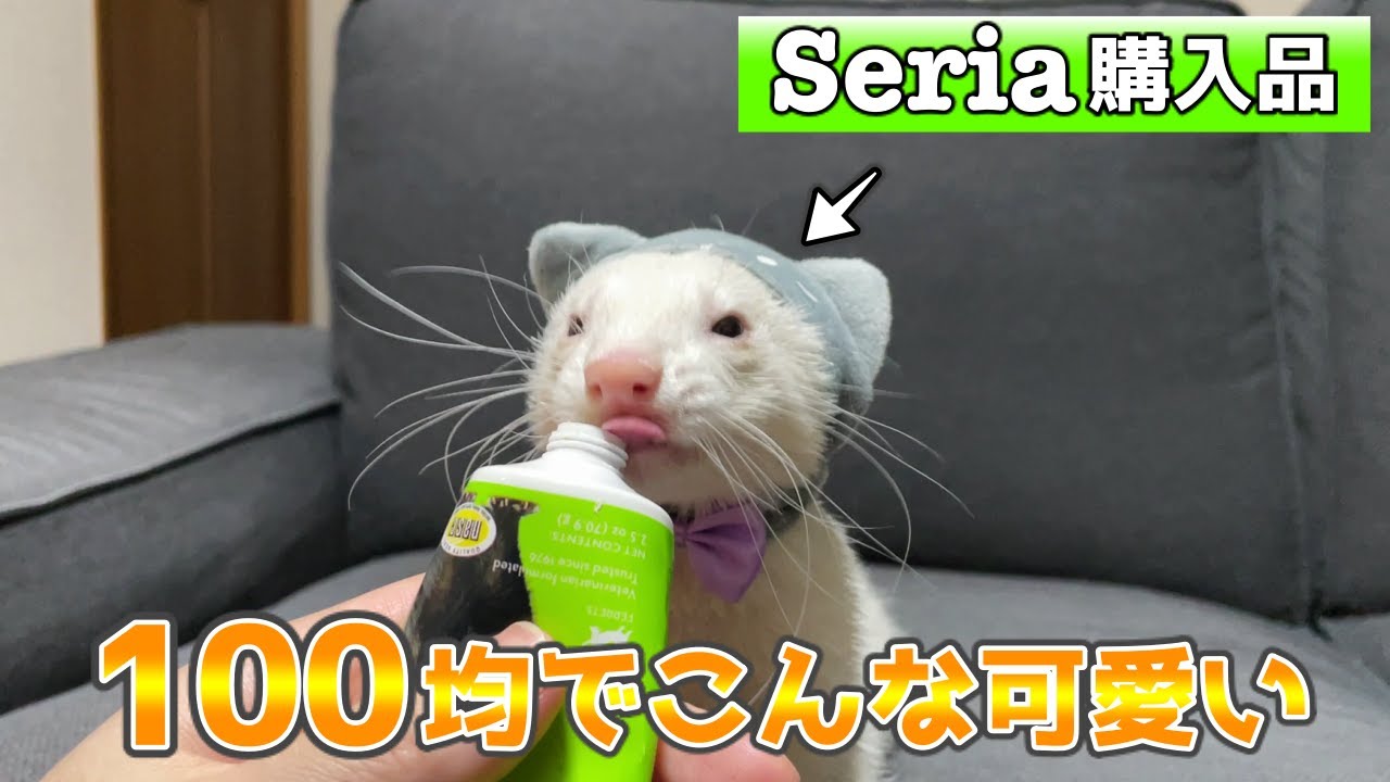 セリア購入品 ぬいぐるみ用の被り物がフェレットにピッタリすぎた 100均 Youtube