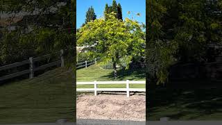 Tápame … tepame #te invitó a mi cocina #árbol #viral #nature #new #youtubeshorts