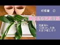 2023年5月26日　②贈答品の胡蝶蘭　花が終わった株のお手入れ方法　1日乾かした株の植え付け　水苔植え　素焼鉢　植え付け後の注意点　リクエスト