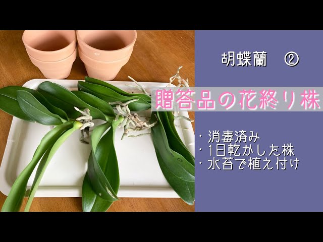 May 26, 2023 ② Phalaenopsis orchids as gifts: How to care for