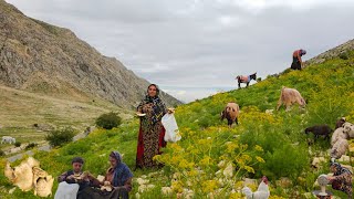 Nomadic Life:🍄Birth of Goats and Discovery of 5 Kilos of Wild Mushrooms|Life Nomadic Girls Zagros🐑🌿