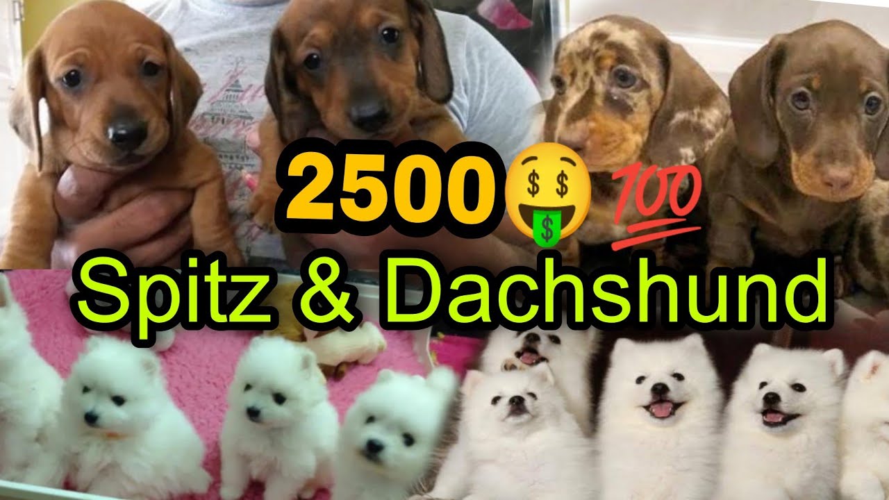 Spitz & Dachshund puppies in low price @2500 🔥🤩 | PETS POINT