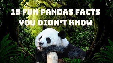 15 Fun Pandas Facts You Didn