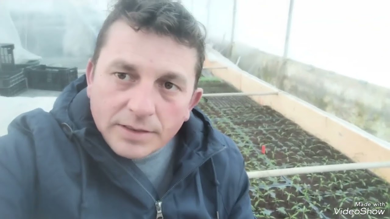 Când repicăm rasadurile?