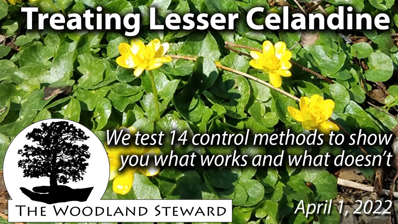 Treating Lesser Celandine We Test 14 Control Methods To Show What 