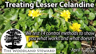 Treating Lesser Celandine: We test 14 control methods to show what works and what doesn't.