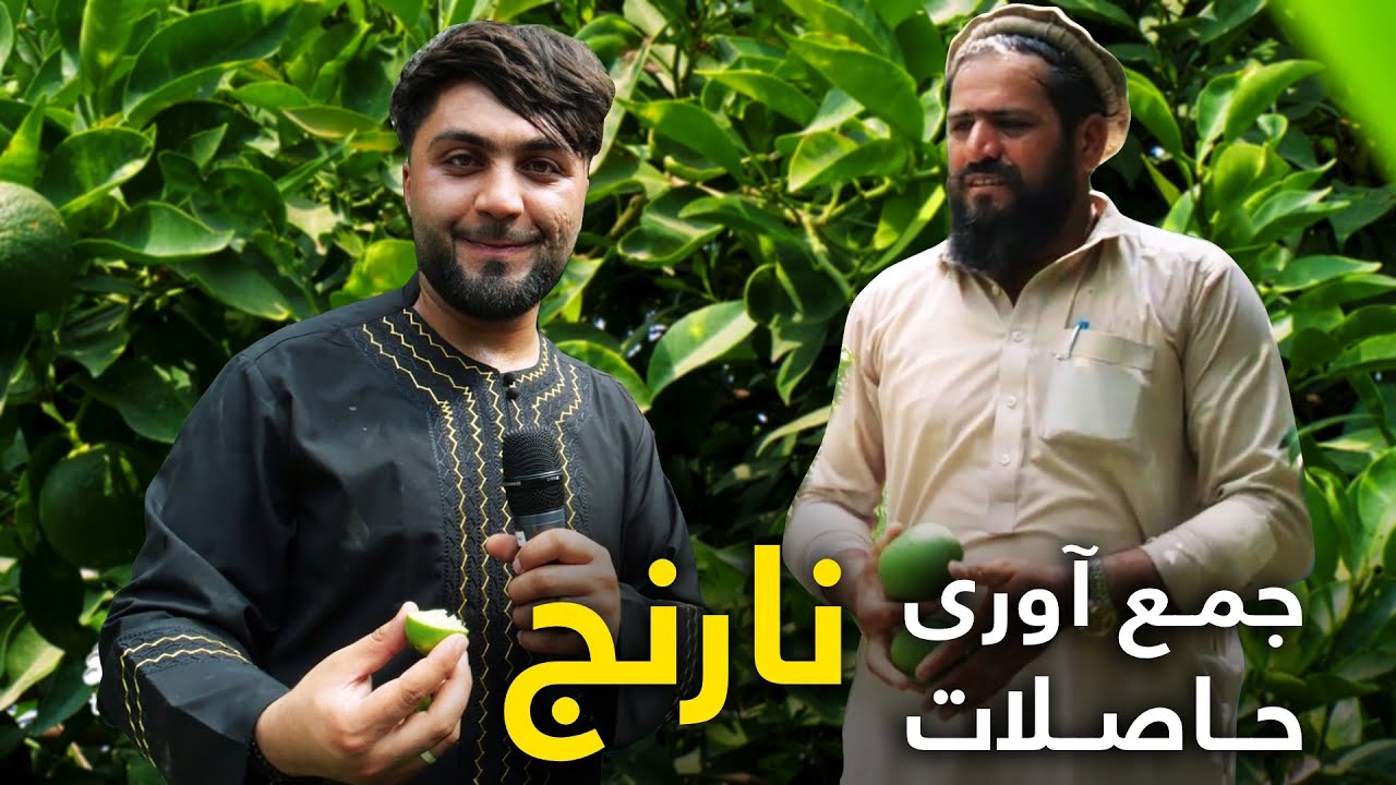 تا به حال میدانستید که بزرگترین نارنج در افغانستان پرورش داده می شود؟