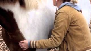 Heart and Lung auscultation - Equine
