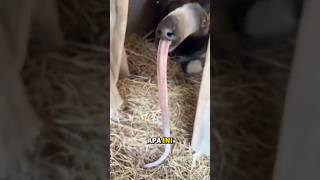 Zebra? Babi? Gajah? Bukan… ini tapir#faktaunik