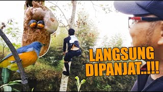 Download Lagu FOUND AN INCREASINGLY RARE FIRE FLOWER BIRD'S NEST ON THE ROAD SIDE, IMMEDIATELY CLIMBED INTO IT