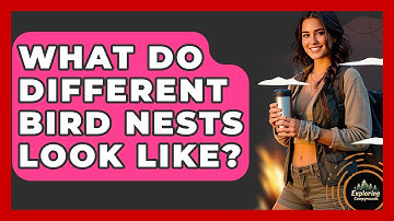 What Do Different Bird Nests Look Like? - Exploring Campgrounds