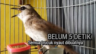 trucukan gacor TARUNG TAJAM NGALAS ROPEL EMOSI ini MENJADIKAN burung trucuk gacor NYAUT SEKETIKA