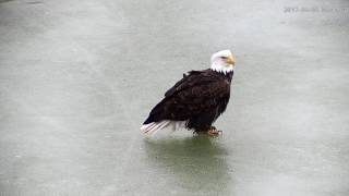 Eagle on the Ice 3/8/17