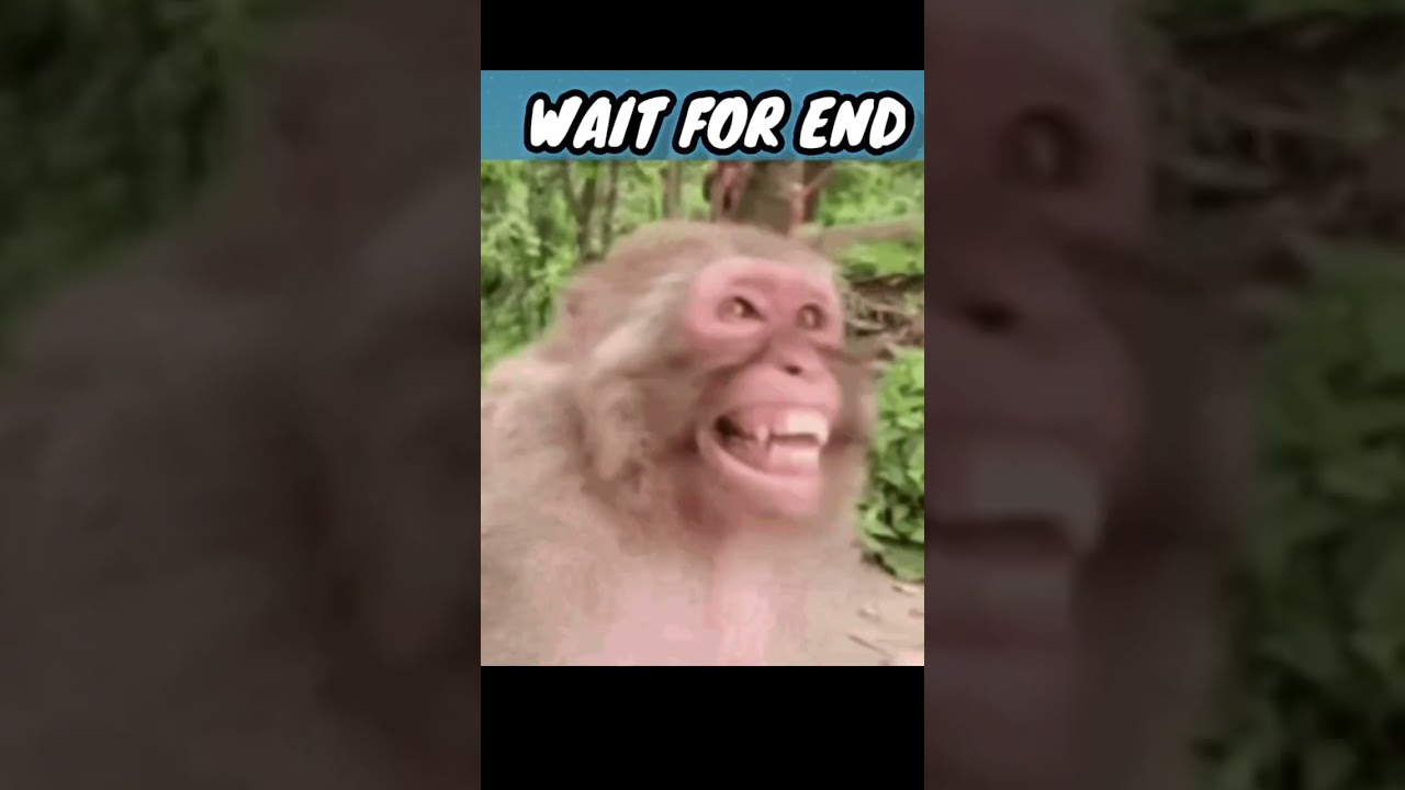 The Rahi rosting video The  Rahi ko roast kar diya 