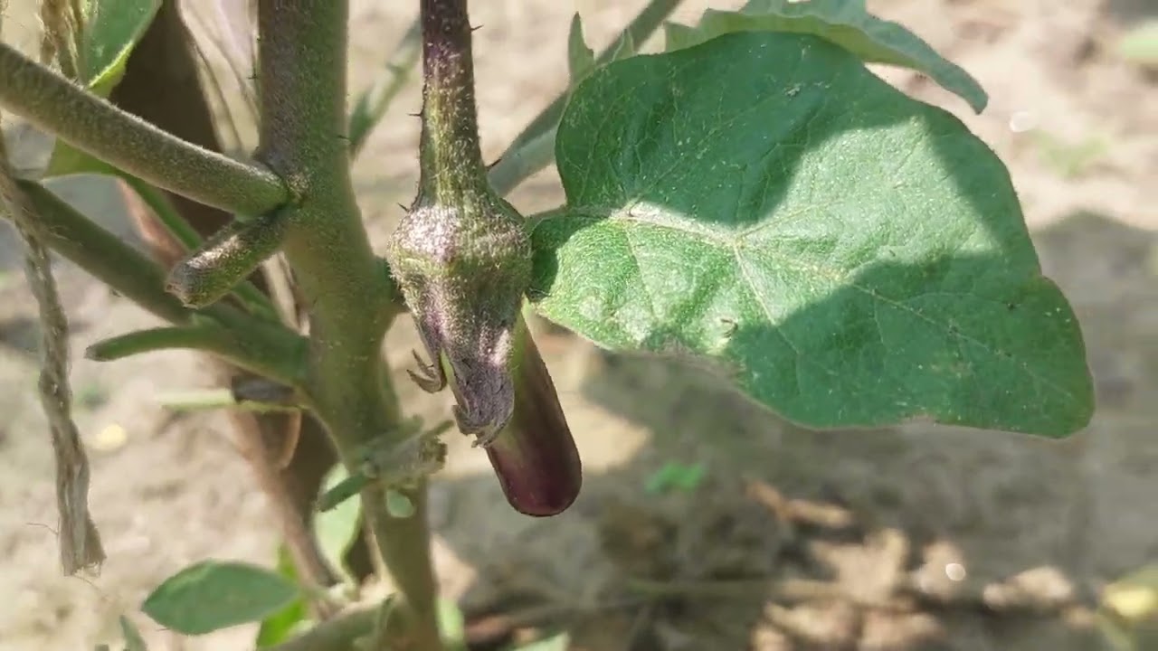 আমার বাগানের বেগুন চাষের আপডেট জানুন! কিভাবে সার ওষুধ এবং খুঁটি দিতে হয় গাছের দ্রুত বর্ধনের জন্য। 
