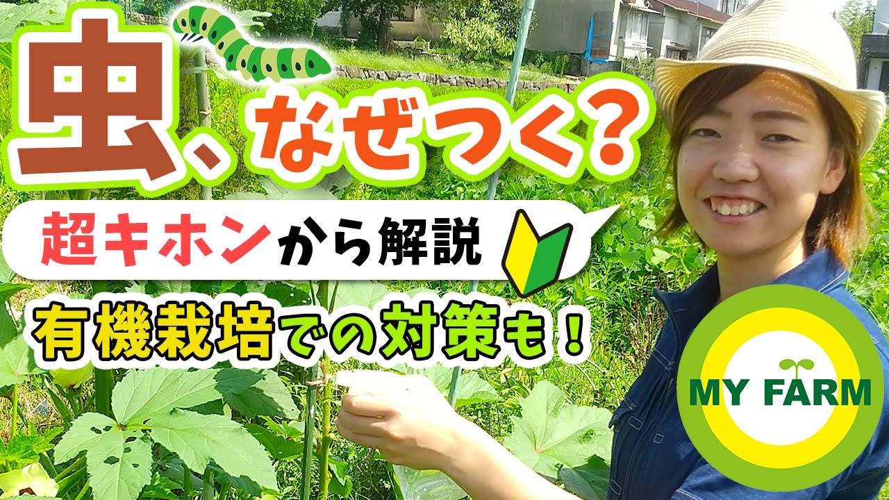 害虫対策 野菜に虫がつくのはなぜ 有機栽培の虫対策を基本から解説 かっちゃんの有機栽培ｺｰｻﾞ Youtube