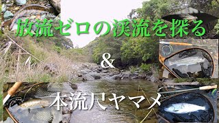 放流ゼロの渓流を探る＆本流尺ヤマメ　フライフィッシング