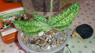 видео: Посадка Орхидеи Башмачок Пафиопедилум Paphiopedilum | Paph. Delenatii var. alba картинка: Посадка Орхидеи Башмачок Пафиопедилум Paphiopedilum | Paph. Delenatii var. alba