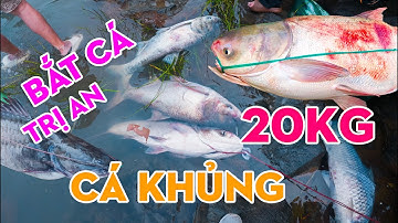 Cảnh Tượng Hiếm Gặp: Hàng Trăm Người Đổ Về Hồ Trị An Bắt Cá Khủng