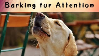 Stopping Attention Seeking Barking | How to Stop Demand Barking