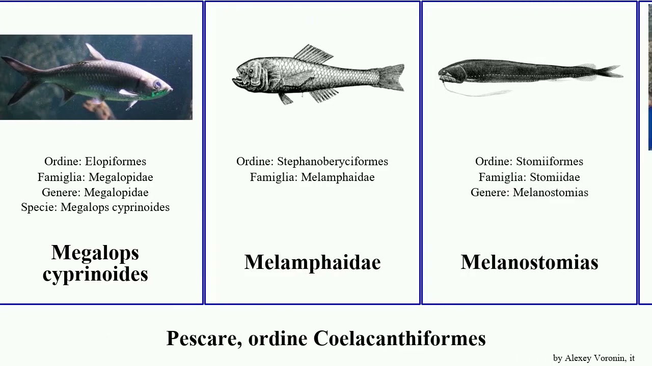 Pescare, ordine Coelacanthiformes squatina heterodontus australis rhinobatos pristis notoscopelus