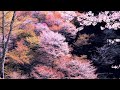 4K映像 桜の名所「吉野山の千本桜 かさねいろⅡ 上千本 日本三大桜 」 cherry blossom japan 世界遺産 日本の美しい四季 春 奈良県吉野町 4月上旬 絶景自然風景 8K撮影