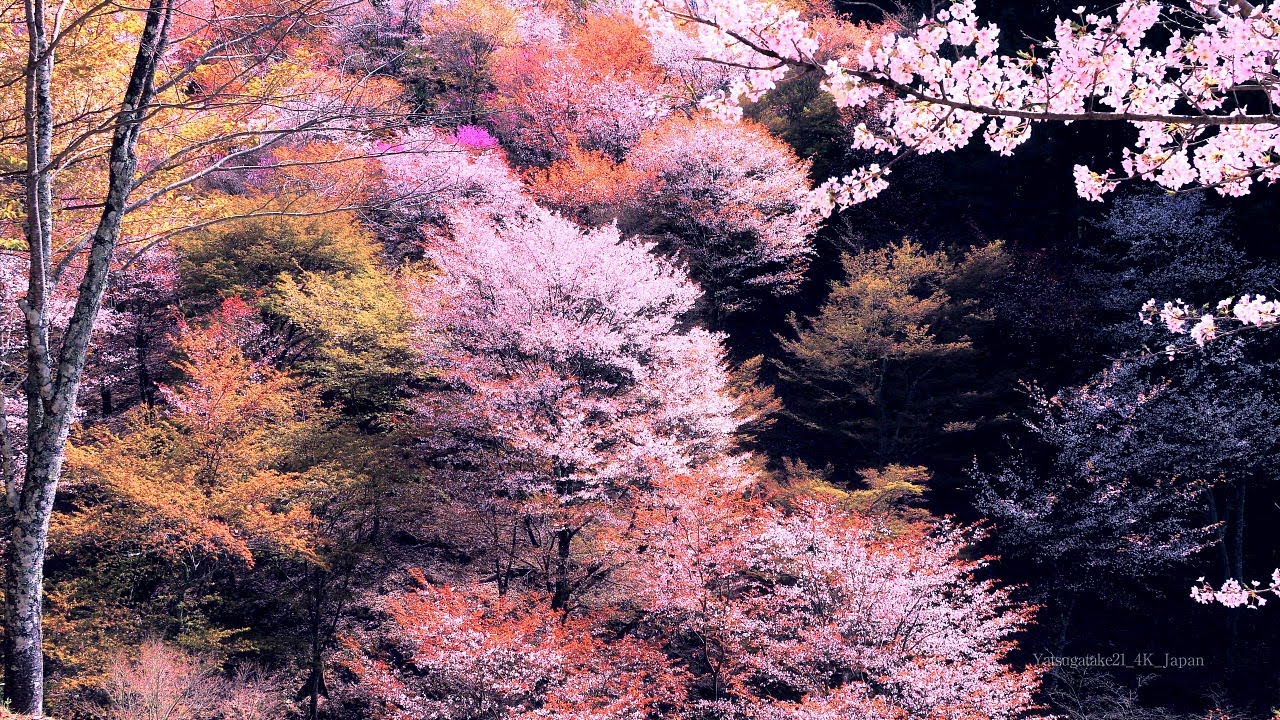 4K映像 桜の名所「吉野山の千本桜 かさねいろⅡ 上千本 日本三大桜 」 cherry blossom japan 世界遺産 日本の美しい四季 春 奈良県吉野町 4月上旬 絶景自然風景 8K撮影