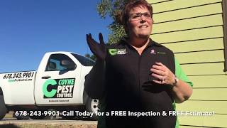 How to get rid of Box Elder Bugs-Coyne Pest Control, Woodstock, GA