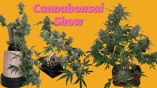 Mastering Cannabonsai Shaping Techniques | Episode 11 of The Cannabonsai Show 🌿✂️
