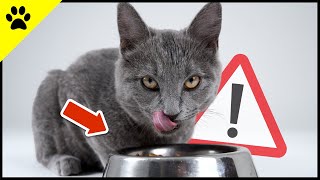6 wichtige Dinge, die du bei deiner Katze TÄGLICH ignorierst 🔥