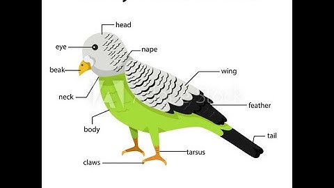 CLASS 4 EVS 001 Chapter 10 The Beautiful Birds by Krutika Deshpande 08 09 2020