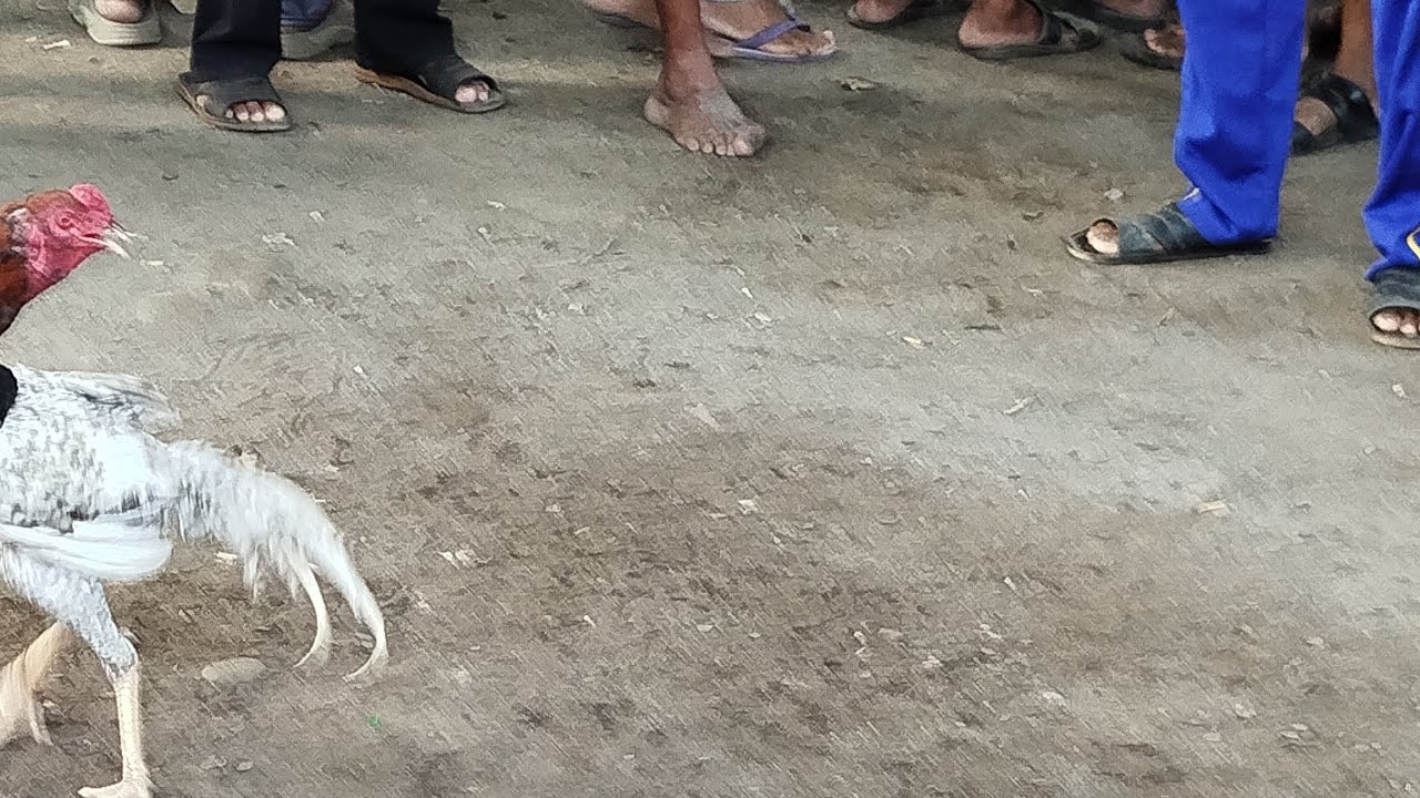 pasar ayam bangkok di bantul yogyakarta