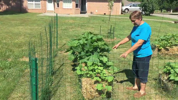 Janets straw bale garden in Tennessee